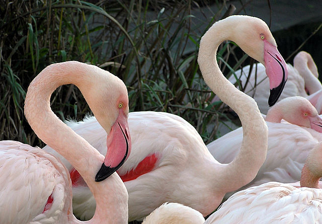 640px-Bristol.zoo.greater.flamingo.arp.jpg (445×640 px, 71 KB)